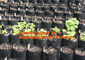 vegetables, fruits, seeds, bedding plants, tomatoes, peppers, cucumbers, tree starters supplier